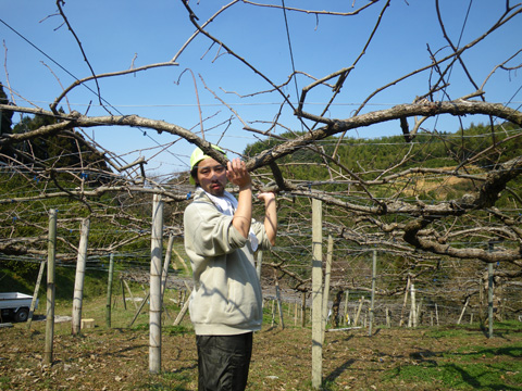 キウイ農園にて