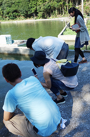 エビの養殖池を見学